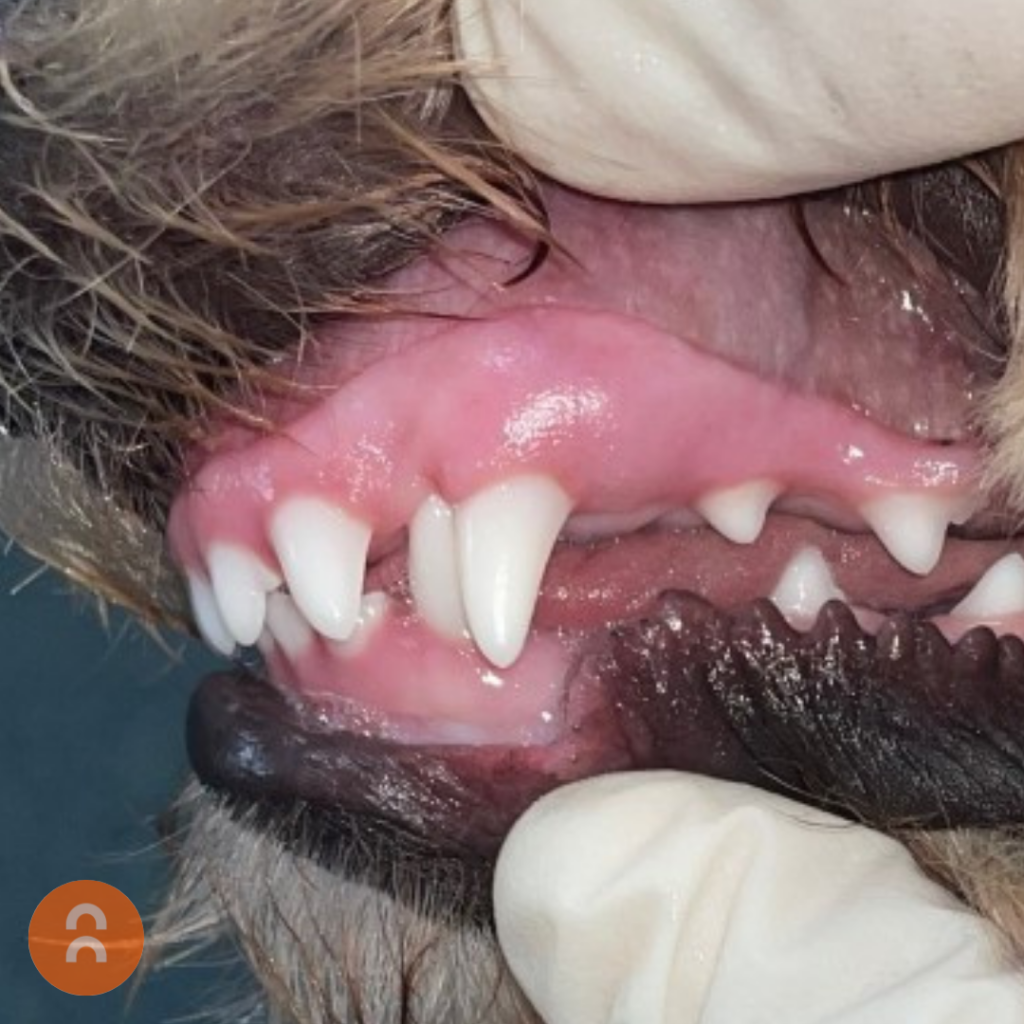 Malocclusions & Ball Therapy Animalius