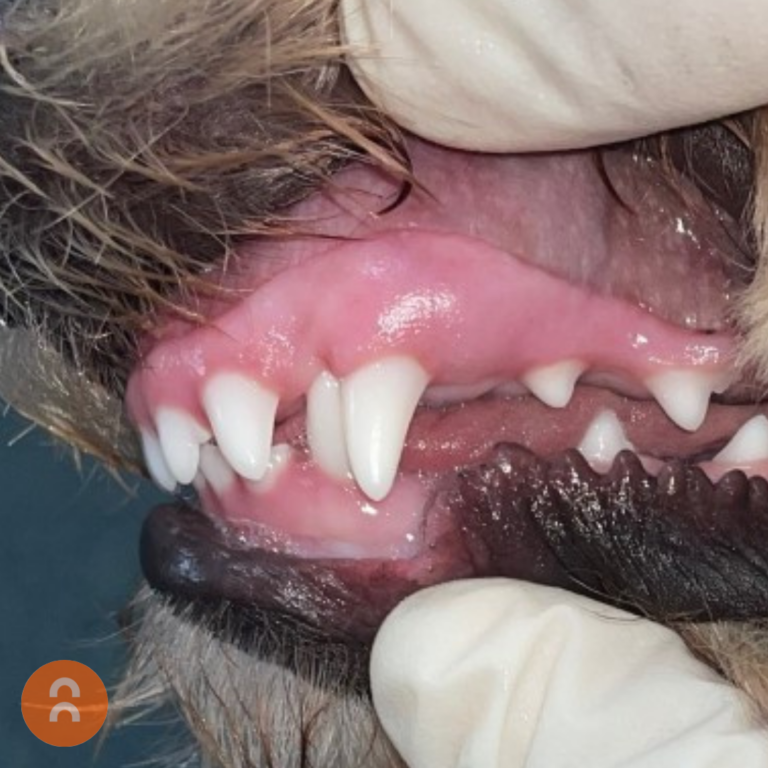 Malocclusions & Ball Therapy Animalius