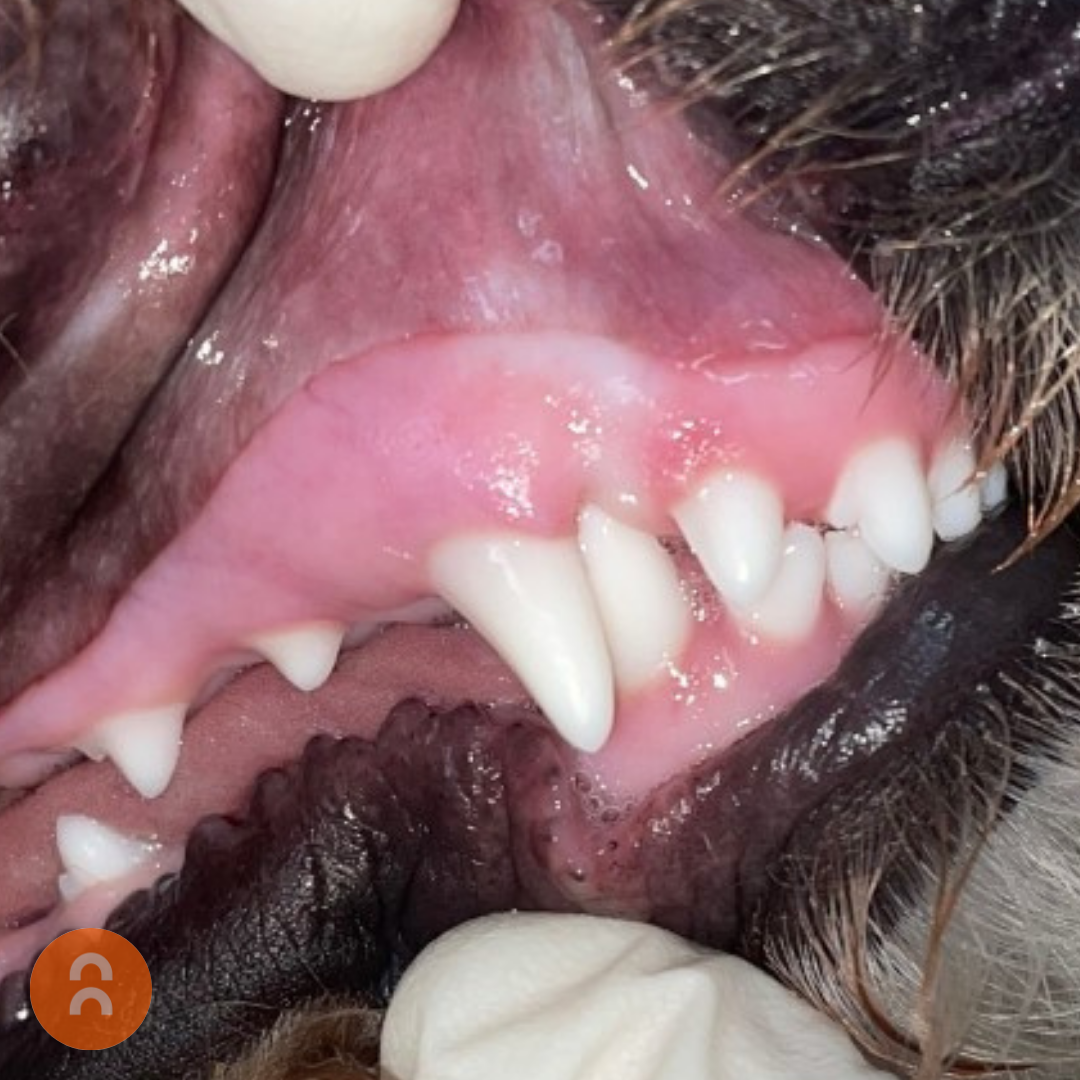 Malocclusions & Ball Therapy Animalius