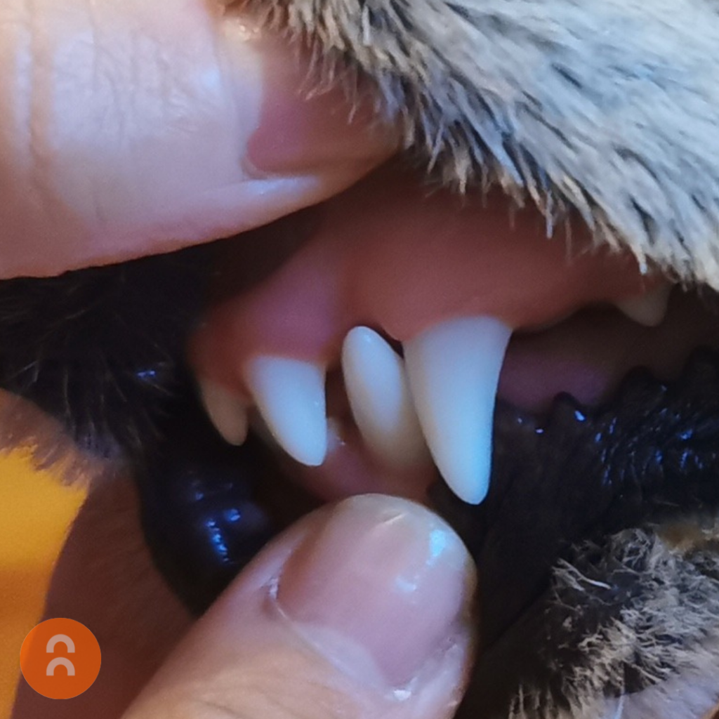 Malocclusions & Ball Therapy Animalius